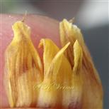  Compound Tepal (5-toothed apex)